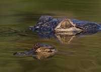 /album/joe-the-alligator/joe-3-jpg/